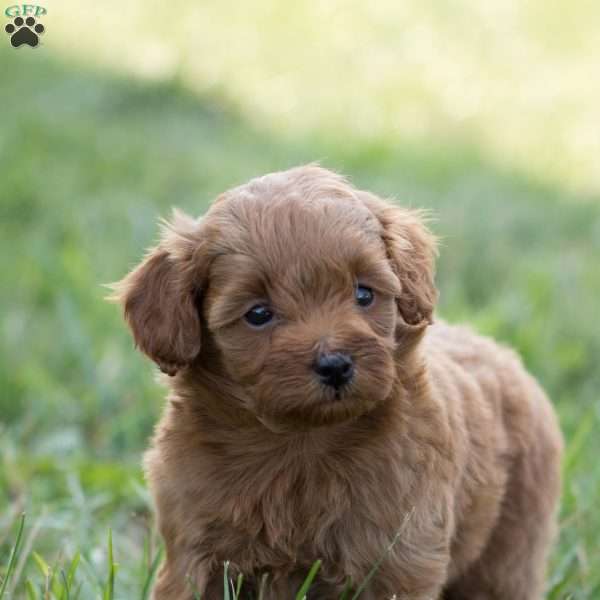 Pixie, Mini Goldendoodle Puppy
